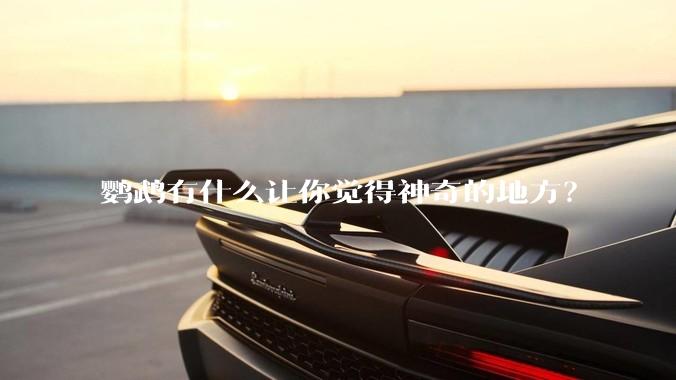 鹦鹉有什么让你觉得神奇的地方？
